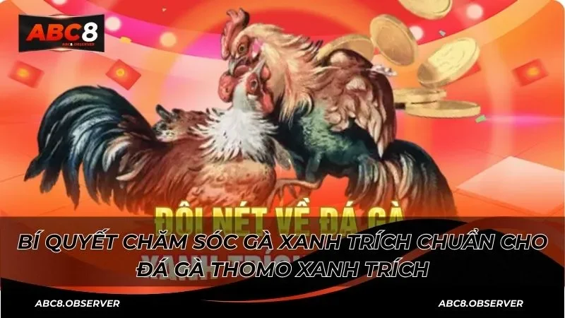 Bí quyết chăm sóc gà xanh trích chuẩn cho đá gà thomo xanh trích