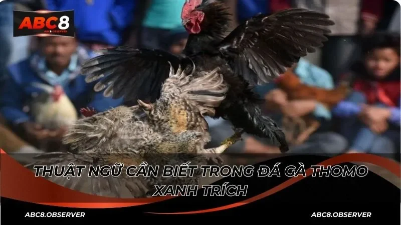 Thuật ngữ cần biết trong đá gà thomo xanh trích